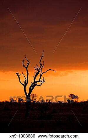 Sunset in the Kruger National Park, South Africa View Large Photo Image Stock Photograph - Sunset in the Kruger National Park, South Africa. Fotosearch