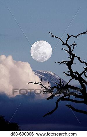 Sunset landscape with trees and Mount Kilimanjaro in background. Moon added as photo composite. Amboseli National Park, Kenya View Large Photo Image Stock Photograph - Sunset landscape with trees and Mount Kilimanjaro in background. Moon added as photo composite. Amboseli National Park, Kenya. Fotosearch
