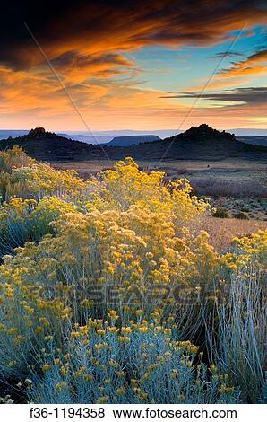 Sunset light over Rabbitbrush on the high desert plateau along the Kolob Terrace, near Zion National Park, Utah View Large Photo Image Stock Photo - Sunset light over Rabbitbrush on the high desert plateau along the Kolob Terrace, near Zion National Park, Utah. Fotosearch