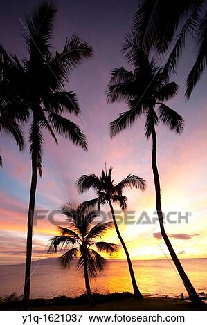 Sunset, Napili Bay, Maui, Hawaii View Large Photo Image Stock Photo - Sunset, Napili Bay, Maui, Hawaii. Fotosearch