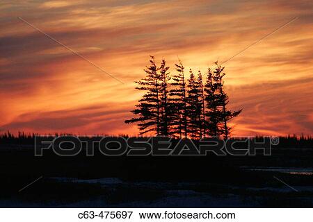 Sunset on Spruce trees in late fall just outside Churchill, Manitoba, Canada. View Large Photo Image Stock Photo - Sunset on Spruce trees in late fall just outside Churchill, Manitoba, Canada.. Fotosearch