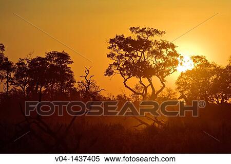 Sunset over the african bush, Botswana, Africa View Large Photo Image Stock Photography - Sunset over the african bush, Botswana, Africa. Fotosearch