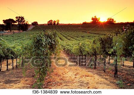Sunset over vineyards near Plymouth, Shenandoah Valley, Amador County, California View Large Photo Image Stock Photo - Sunset over vineyards near Plymouth, Shenandoah Valley, Amador County, California. Fotosearch