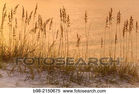 Sunset reflections on the Gulf of Mexico with designs made by beach grass, Orange Beach, Alabam. View Large Photo Image Stock Photography - Sunset reflections on the Gulf of Mexico with designs made by beach grass, Orange Beach, Alabam.. Fotosearch