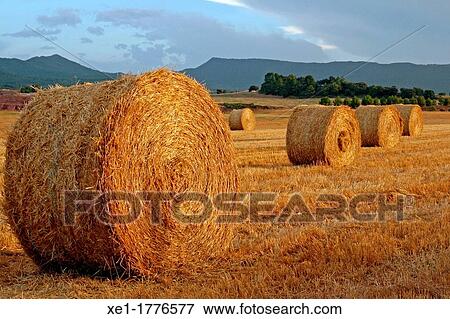 Stock Photo - sunset, straw bales, Bages, Catalonia, Spain. Fotosearch