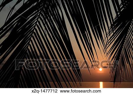 Sunset through Palm fronds Maldives View Large Photo Image Stock Image - Sunset through Palm fronds Maldives. Fotosearch