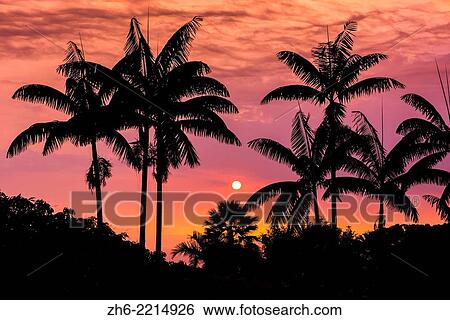 Stock Photograph - Sunset through silhouetted palm trees, Kona Coast, The Big Island, Hawaii USA.. Fotosearch