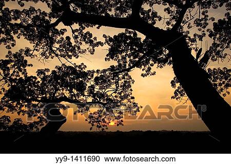 Stock Image - Sunset through the canopy - Yasuni National Park, Napo Province, Ecuador. Fotosearch