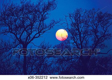 Stock Image - Sunset through tree silhouettes. Fotosearch