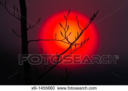 Stock Image - Sunset, whith twigs and buds of tree in foreground, Lower Saxony, Germany. Fotosearch
