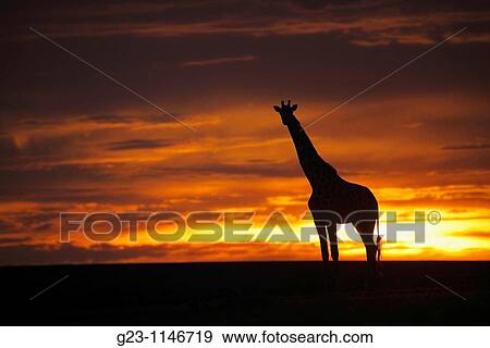 Sunset with giraffe, Masai Mara, Kenya View Large Photo Image Stock Photo - Sunset with giraffe, Masai Mara, Kenya. Fotosearch