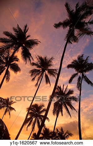 Sunset with palm trees, Moorea, French Polynesia View Large Photo Image Stock Photo - Sunset with palm trees, Moorea, French Polynesia. Fotosearch