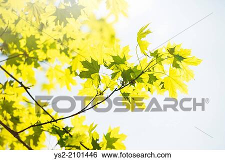 Stock Photograph - Sunshine and green leaves on a maple tree at spring.. Fotosearch