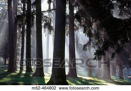 Sunshine through fog and trees. Oregon coast, USA View Large Photo Image Stock Image - Sunshine through fog and trees. Oregon coast, USA. Fotosearch