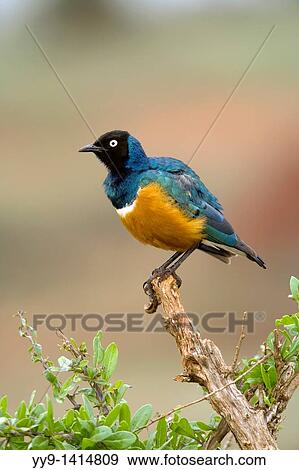 Stock Photo - Superb Starling - Taita Hills, Kenya. Fotosearch