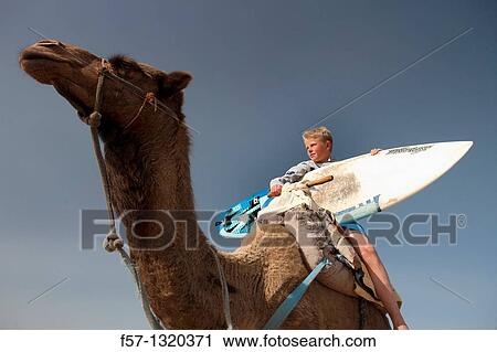 Surfers on Camels in Sidi Kaouki, Morocco View Large Photo Image Stock Image - Surfers on Camels in Sidi Kaouki, Morocco. Fotosearch