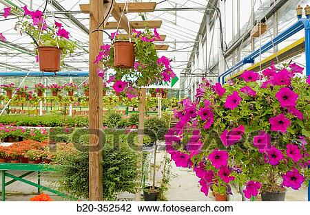 Surfinias in garden centre View Large Photo Image Stock Image - Surfinias in garden centre. Fotosearch