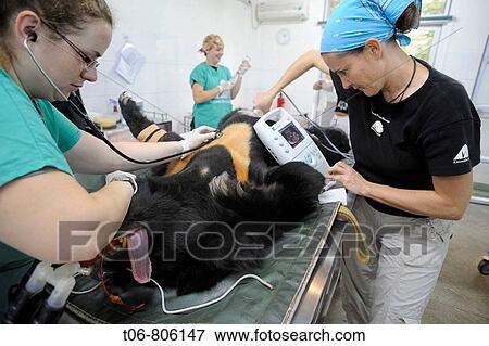 Stock Photo - Surgery on Asiatic black bear (Ursus thibetanus) at the Chengdu rescue center of the Animal Asia Foundation, Sichuan, China. Fotosearch