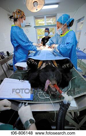 Surgery on Asiatic black bear (Ursus thibetanus) at the Chengdu rescue center of the Animal Asia Foundation, Sichuan, China View Large Photo Image Stock Photo - Surgery on Asiatic black bear (Ursus thibetanus) at the Chengdu rescue center of the Animal Asia Foundation, Sichuan, China. Fotosearch