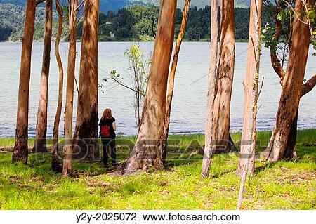 Surroundings of Lago das Furnas, Sao Miguel Island, Azores. View Large Photo Image Stock Image - Surroundings of Lago das Furnas, Sao Miguel Island, Azores.. Fotosearch