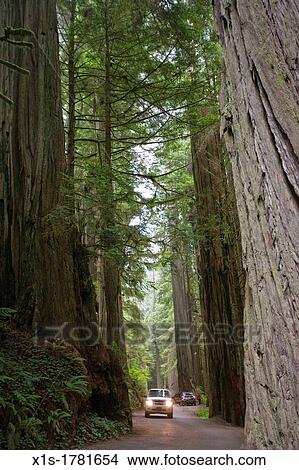 SUV with lights on is tiny compared to giant Redwoods on either side of it on a forest road View Large Photo Image Picture - SUV with lights on is tiny compared to giant Redwoods on either side of it on a forest road. Fotosearch