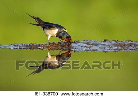 Stock Image - Swallow Hirundo rustica adult collecting mud from edge of pond UK May 2008. Fotosearch
