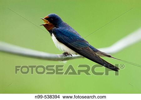 Swallow (Hirundo rustica), sitting on a file and singing, Lake of Neusiedel, National Park, Austria. View Large Photo Image Picture - Swallow (Hirundo rustica), sitting on a file and singing, Lake of Neusiedel, National Park, Austria.. Fotosearch