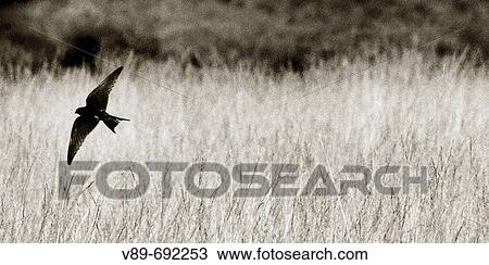 Swallow. Puebla de Sanabria, Zamora province, Castilla-Leon, Spain View Large Photo Image Stock Image - Swallow. Puebla de Sanabria, Zamora province, Castilla-Leon, Spain. Fotosearch