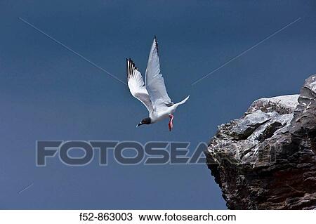 Swallow-tailed Gull (Creagrus furcatus), Hood Island, Galapagos Islands, Ecuador View Large Photo Image Stock Image - Swallow-tailed Gull (Creagrus furcatus), Hood Island, Galapagos Islands, Ecuador. Fotosearch