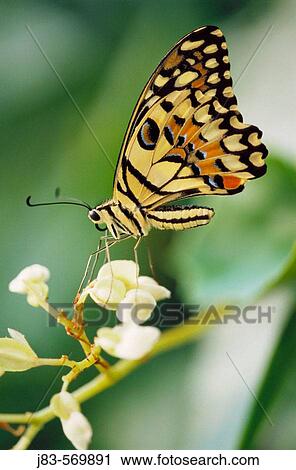 Swallowtail butterfly (papilio demdeus). View Large Photo Image Stock Image - Swallowtail butterfly (papilio demdeus).. Fotosearch