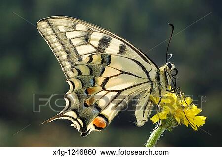 Swallowtail Butterfly Papilio machaon View Large Photo Image Stock Image - Swallowtail Butterfly Papilio machaon. Fotosearch