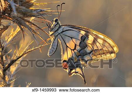 Swallowtail Butterfly (Papilio machaon). Badajoz province. Extremadura. Spain View Large Photo Image Stock Image - Swallowtail Butterfly (Papilio machaon). Badajoz province. Extremadura. Spain. Fotosearch