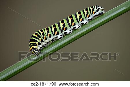Swallowtail - Papilio machaon larva View Large Photo Image Stock Image - Swallowtail - Papilio machaon larva. Fotosearch