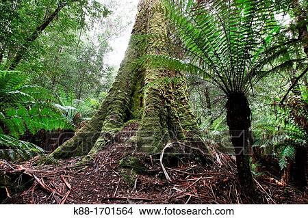 Picture - Swamp Gum Eucalyptus regnans, one of the tallest tree species in the world Styx Valley of the Giants, Tasmania, Australia. Fotosearch
