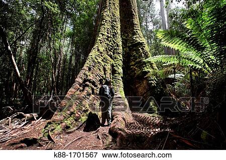 Stock Photo - Swamp Gum Eucalyptus regnans, one of the tallest tree species in the world Mt Field National Park Tasmania, Australia. Fotosearch