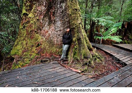 Swamp Gum Eucalyptus regnans, one of the tallest tree species in the world Styx Valley of the Giants, Tasmania, Australia View Large Photo Image Stock Photo - Swamp Gum Eucalyptus regnans, one of the tallest tree species in the world Styx Valley of the Giants, Tasmania, Australia. Fotosearch
