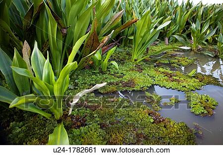 Swamp Vegetation, Pitas Lake, Borneo, Malaysia View Large Photo Image Stock Image - Swamp Vegetation, Pitas Lake, Borneo, Malaysia. Fotosearch