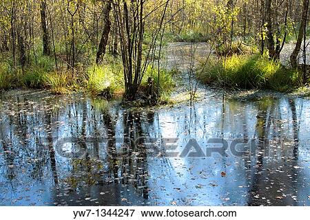 Swamps in Kampinos National Park, Poland View Large Photo Image Stock Photo - Swamps in Kampinos National Park, Poland. Fotosearch
