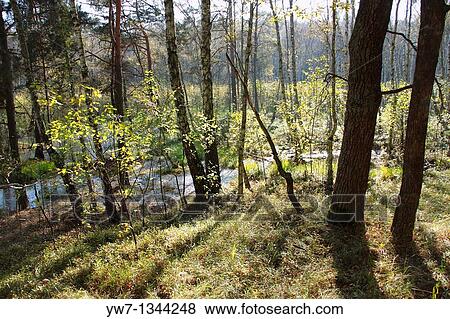Swamps in Kampinos National Park, Poland View Large Photo Image Stock Photo - Swamps in Kampinos National Park, Poland. Fotosearch