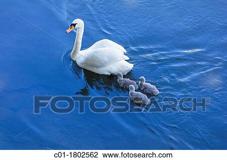 Swan and cygnets View Large Photo Image Stock Image - Swan and cygnets. Fotosearch