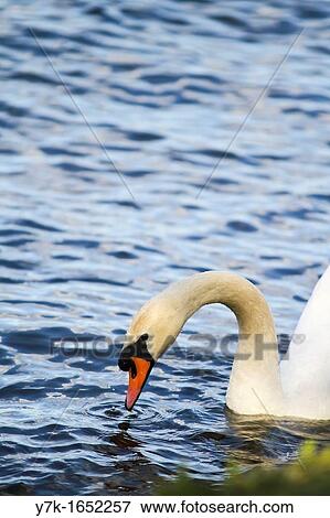 Swan in the lake Alster in Hamburg View Large Photo Image Stock Photo - Swan in the lake Alster in Hamburg. Fotosearch