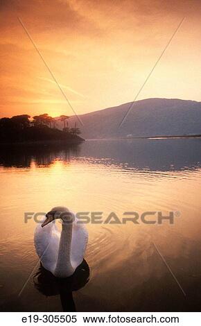 Swan on Dolgellan. Wales, UK View Large Photo Image Stock Photography - Swan on Dolgellan. Wales, UK. Fotosearch