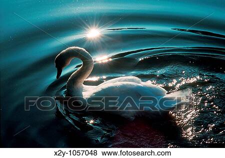 Swan View Large Photo Image Stock Photo - Swan. Fotosearch