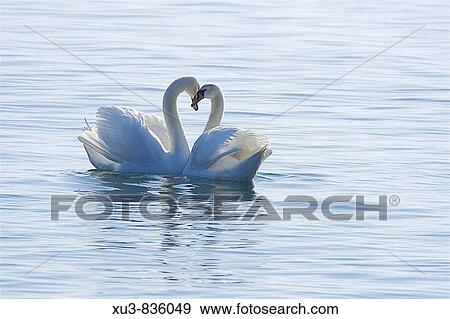 Swan View Large Photo Image Stock Photo - Swan. Fotosearch
