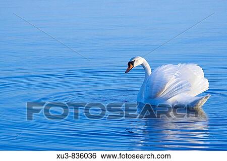 Swan View Large Photo Image Stock Photograph - Swan. Fotosearch