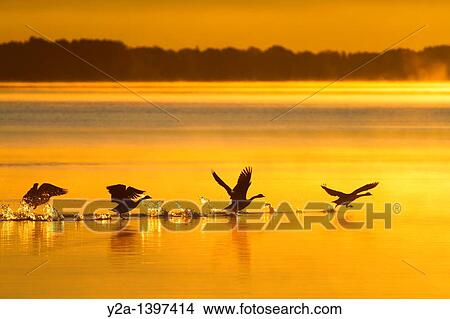 swans lifting View Large Photo Image Picture - swans lifting. Fotosearch