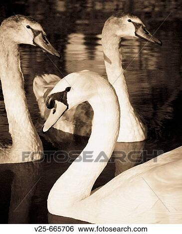 Swans. Spain View Large Photo Image Stock Photograph - Swans. Spain. Fotosearch