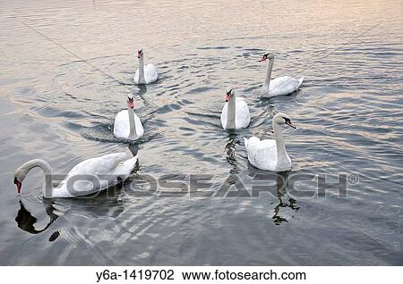 Swans View Large Photo Image Stock Image - Swans. Fotosearch