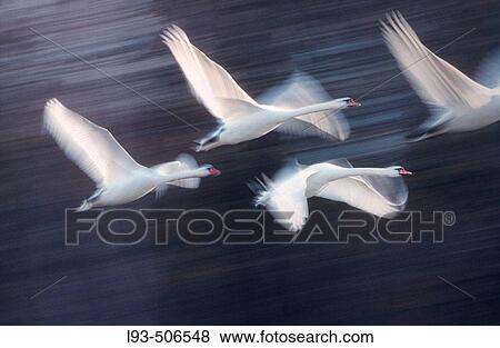 Swans View Large Photo Image Stock Photo - Swans. Fotosearch