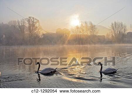 Swans, winter landscape, Adda River, Lombardy, Italy View Large Photo Image Picture - Swans, winter landscape, Adda River, Lombardy, Italy. Fotosearch